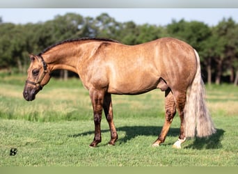 American Quarter Horse, Ruin, 7 Jaar, 147 cm, Dunalino