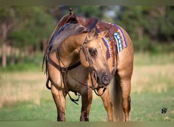 American Quarter Horse, Ruin, 7 Jaar, 147 cm, Dunalino