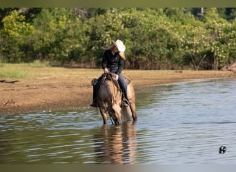 American Quarter Horse, Ruin, 7 Jaar, 147 cm, Dunalino