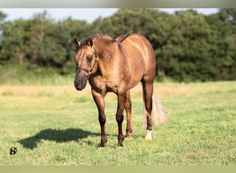 American Quarter Horse, Ruin, 7 Jaar, 147 cm, Dunalino