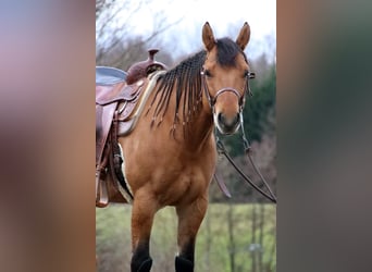 American Quarter Horse, Ruin, 7 Jaar, 147 cm, Falbe