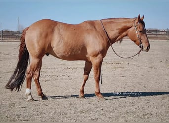 American Quarter Horse, Ruin, 7 Jaar, 147 cm, Falbe