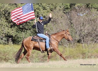 American Quarter Horse, Ruin, 7 Jaar, 147 cm, Falbe