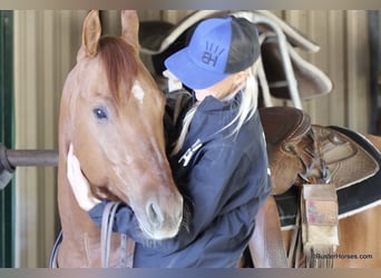 American Quarter Horse, Ruin, 7 Jaar, 147 cm, Falbe