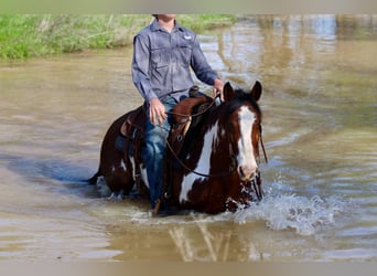 American Quarter Horse, Ruin, 7 Jaar, 147 cm, Overo-alle-kleuren