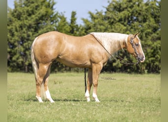 American Quarter Horse, Ruin, 7 Jaar, 147 cm, Palomino