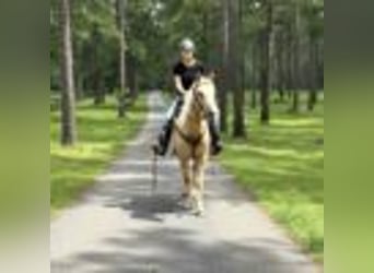 American Quarter Horse, Ruin, 7 Jaar, 147 cm, Palomino