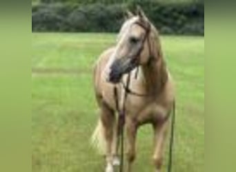 American Quarter Horse, Ruin, 7 Jaar, 147 cm, Palomino