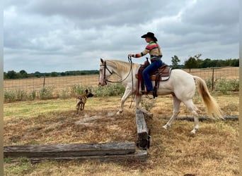 American Quarter Horse, Ruin, 7 Jaar, 147 cm, Perlino