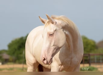 American Quarter Horse, Ruin, 7 Jaar, 147 cm, Perlino