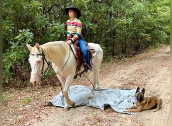 American Quarter Horse, Ruin, 7 Jaar, 147 cm, Perlino