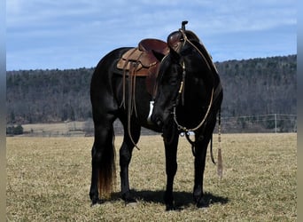 American Quarter Horse, Ruin, 7 Jaar, 147 cm, Roan-Blue