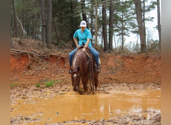 American Quarter Horse, Ruin, 7 Jaar, 147 cm, Roan-Red