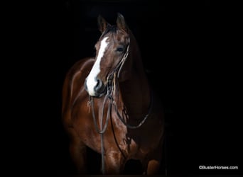 American Quarter Horse, Ruin, 7 Jaar, 147 cm, Roodbruin