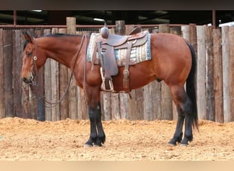 American Quarter Horse, Ruin, 7 Jaar, 147 cm, Roodbruin