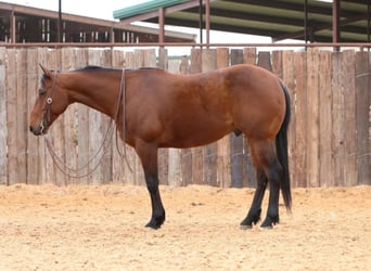 American Quarter Horse, Ruin, 7 Jaar, 147 cm, Roodbruin