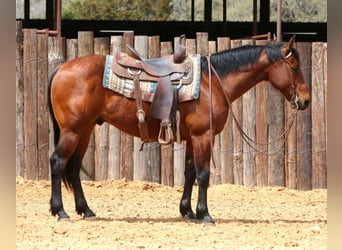 American Quarter Horse, Ruin, 7 Jaar, 147 cm, Roodbruin