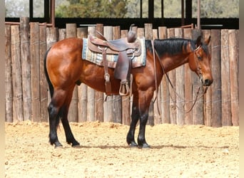 American Quarter Horse, Ruin, 7 Jaar, 147 cm, Roodbruin