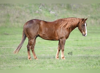 American Quarter Horse, Ruin, 7 Jaar, 147 cm, Roodvos