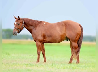 American Quarter Horse, Ruin, 7 Jaar, 147 cm, Roodvos