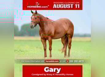 American Quarter Horse, Ruin, 7 Jaar, 147 cm, Roodvos