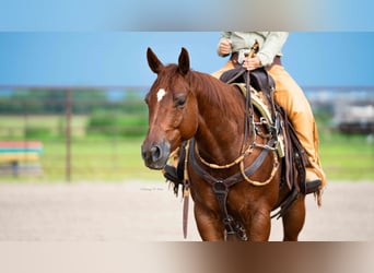 American Quarter Horse, Ruin, 7 Jaar, 147 cm, Roodvos