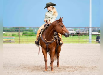 American Quarter Horse, Ruin, 7 Jaar, 147 cm, Roodvos