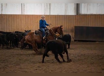 American Quarter Horse, Ruin, 7 Jaar, 147 cm, Roodvos