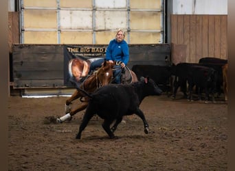American Quarter Horse, Ruin, 7 Jaar, 147 cm, Roodvos