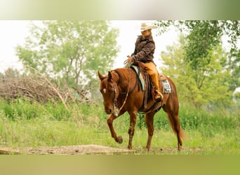 American Quarter Horse, Ruin, 7 Jaar, 147 cm, Roodvos
