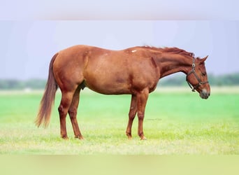 American Quarter Horse, Ruin, 7 Jaar, 147 cm, Roodvos