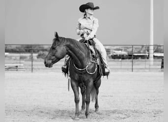 American Quarter Horse, Ruin, 7 Jaar, 147 cm, Roodvos