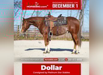 American Quarter Horse, Ruin, 7 Jaar, 147 cm, Roodvos