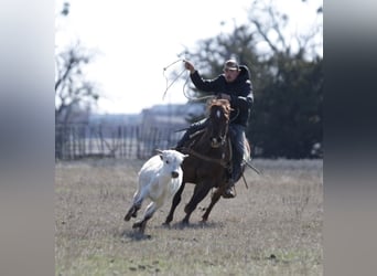 American Quarter Horse Mix, Ruin, 7 Jaar, 147 cm, Roodvos