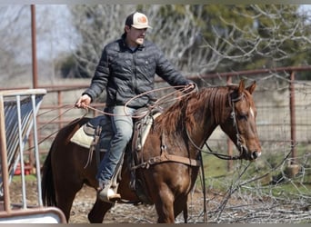 American Quarter Horse Mix, Ruin, 7 Jaar, 147 cm, Roodvos