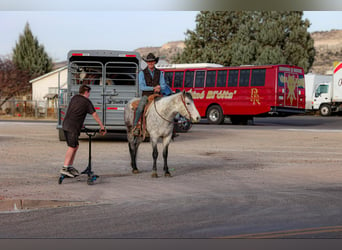 American Quarter Horse, Ruin, 7 Jaar, 147 cm, Schimmel