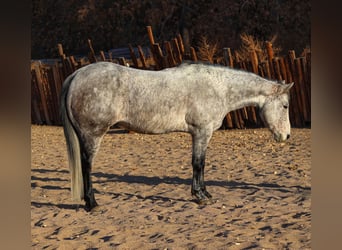 American Quarter Horse, Ruin, 7 Jaar, 147 cm, Schimmel