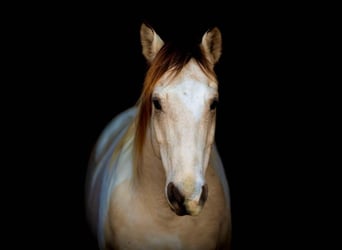 American Quarter Horse, Ruin, 7 Jaar, 147 cm, Tobiano-alle-kleuren