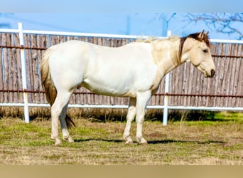 American Quarter Horse, Ruin, 7 Jaar, 147 cm, Tobiano-alle-kleuren