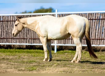 American Quarter Horse, Ruin, 7 Jaar, 147 cm, Tobiano-alle-kleuren