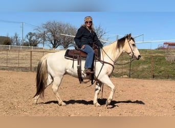 American Quarter Horse, Ruin, 7 Jaar, 147 cm, Tobiano-alle-kleuren