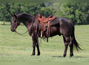 American Quarter Horse, Ruin, 7 Jaar, 147 cm, Zwart