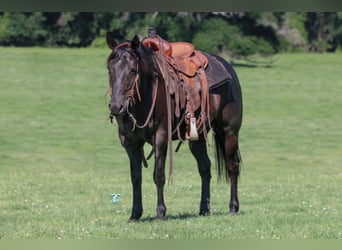 American Quarter Horse, Ruin, 7 Jaar, 147 cm, Zwart
