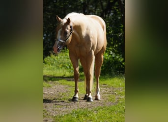 American Quarter Horse, Ruin, 7 Jaar, 148 cm, Palomino