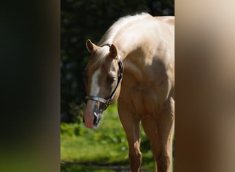 American Quarter Horse, Ruin, 7 Jaar, 148 cm, Palomino