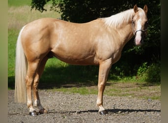 American Quarter Horse, Ruin, 7 Jaar, 148 cm, Palomino