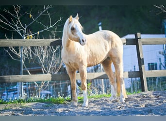 American Quarter Horse, Ruin, 7 Jaar, 149 cm, Palomino