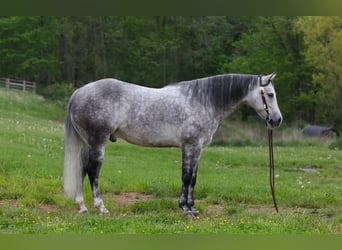 American Quarter Horse, Ruin, 7 Jaar, 150 cm, Appelschimmel