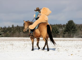 American Quarter Horse, Ruin, 7 Jaar, 150 cm, Buckskin