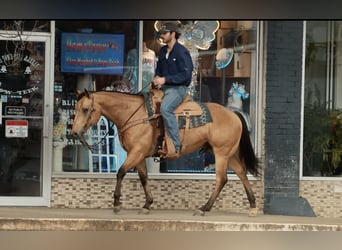 American Quarter Horse, Ruin, 7 Jaar, 150 cm, Buckskin